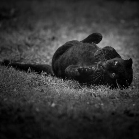 Black panther in the jungle
