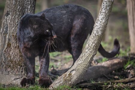 Black panther in the jungle