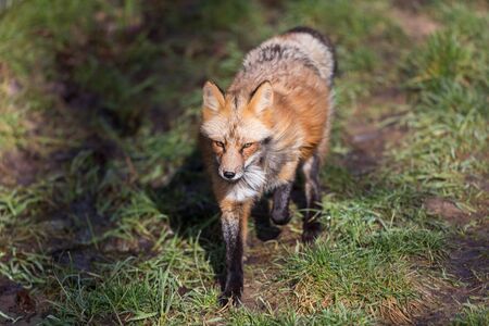Red fox in the forest