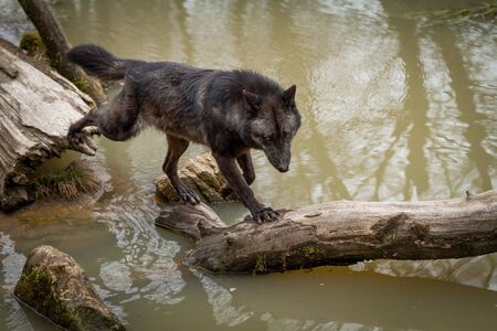 Black wolf in the forest