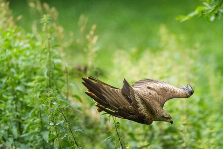 Black kite flying in the forest