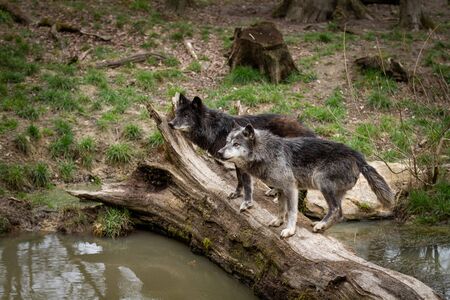 Black wolf in the forest