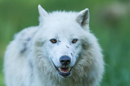 White wolf in the forest