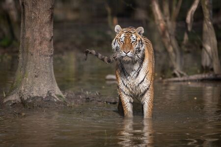 Tiger in the jungleの写真素材