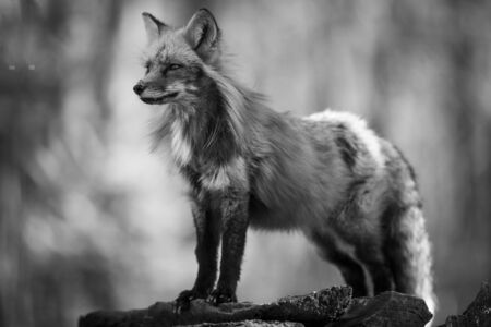 Red fox in the forestの写真素材