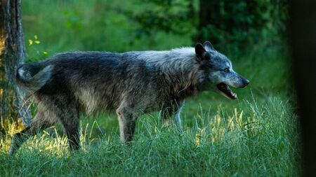 Black wolf in the forest