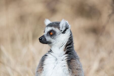 Lemur in the meadow