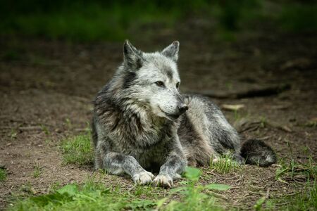 Black wolf in the forest
