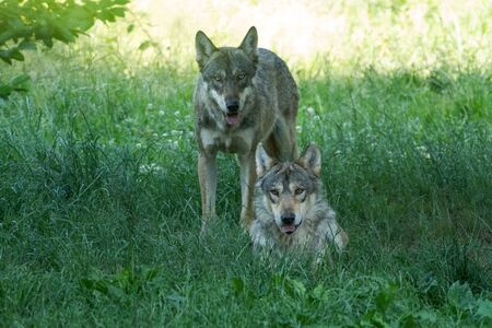 Grey wolf in the forest