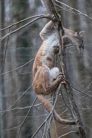 Puma in the forestの写真素材