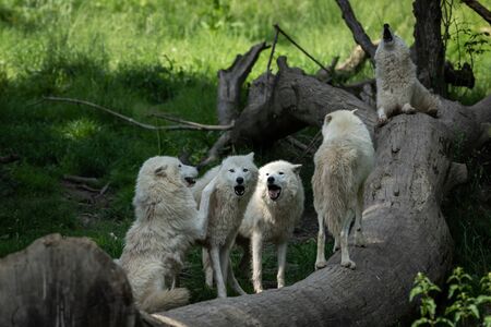 White wolf in the forest