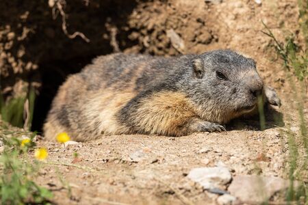 Marmot in the meadow
