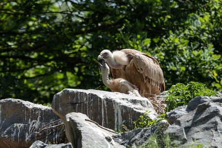 Griffon vultur at the nestの写真素材