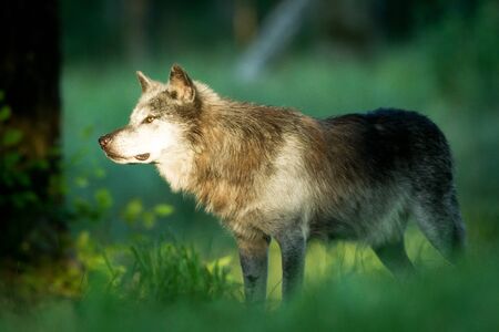 Black wolf in the forest