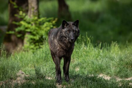 Black wolf in the forestの写真素材
