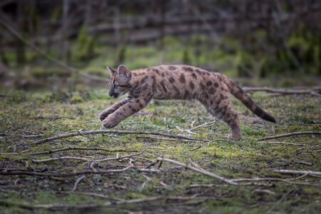 Puma in the forestの写真素材