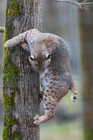 Lynx in the forest