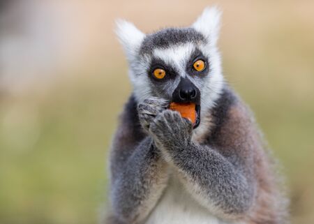 Lemur in the meadowの写真素材