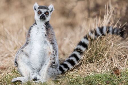 Lemur in the meadow