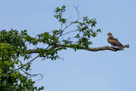 Black kite flying in the forest