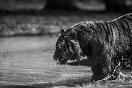 Tiger in the jungleの写真素材