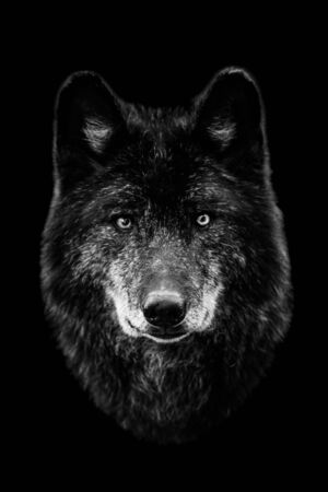Black wolf with a black background