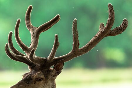 Deer in the meadow