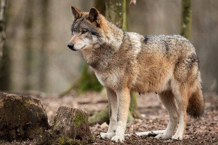 Grey wolf in the forestの写真素材