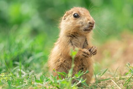 Prairie dog in the meadow