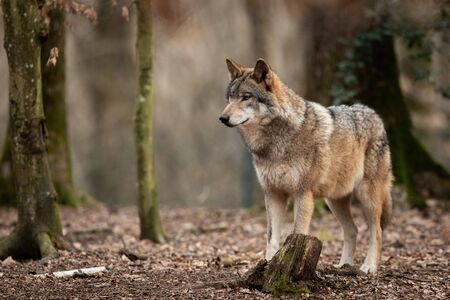 Grey wolf in the forestの写真素材