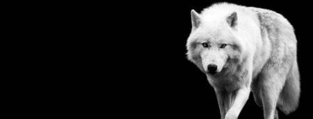 White wolf with a black backgroundの写真素材
