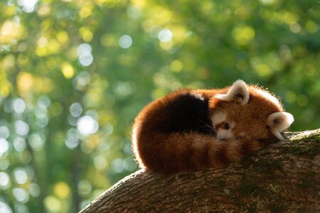 Red panda sleeping on the treeの写真素材