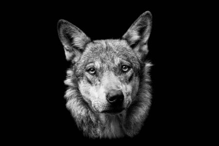 Grey wolf with a black background