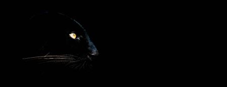 Black panther with black backgroundの写真素材
