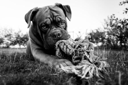 French mastiff in the gardenの写真素材