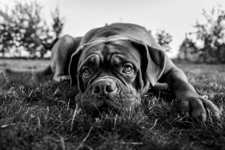 French mastiff in the gardenの写真素材