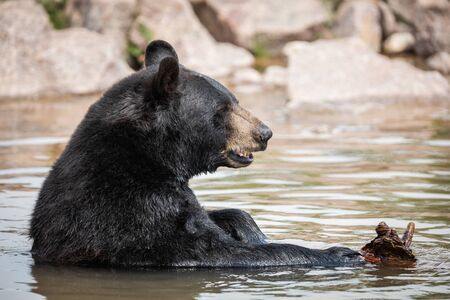 Black bear in the meadowの写真素材
