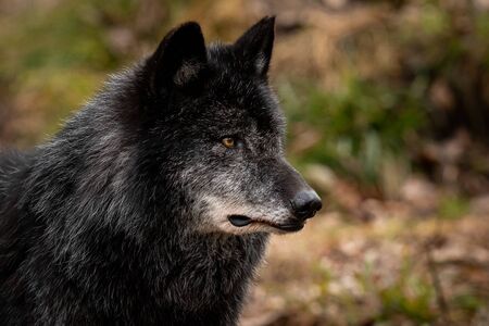 Portrait of black wolf in the forest