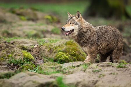 Grey wolf in the forest