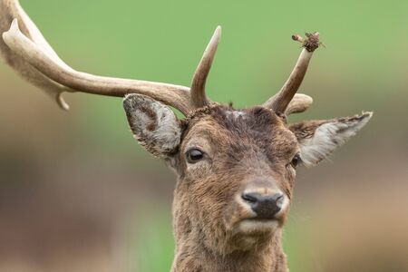 Portrait of a fallow deerの写真素材
