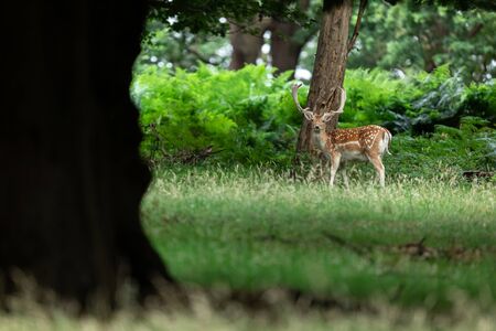Fallow deer in the forestの写真素材