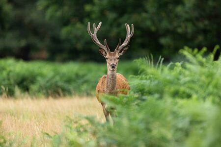 Red deer in the england forestの写真素材