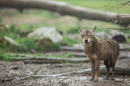 Grey wolf in the forestの写真素材