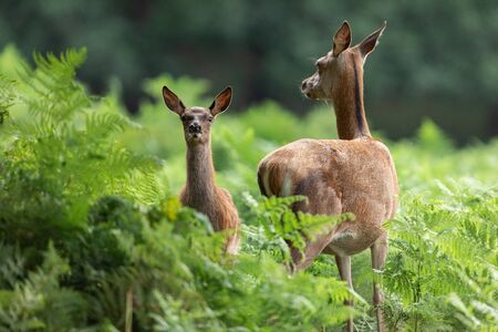 Doe in the meadowの写真素材