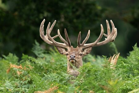 Red deer in the england forestの写真素材