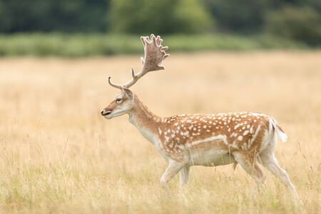 Fallow deer in the forestの写真素材