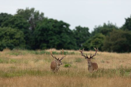Red deer in the england forestの写真素材
