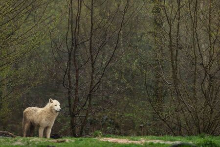 White wolf in the forest