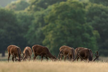 Red deer in the england forestの写真素材