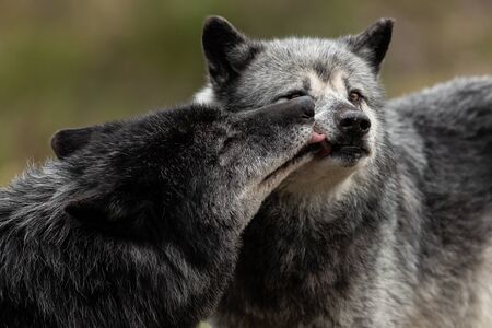 Black wolf in the forestの写真素材